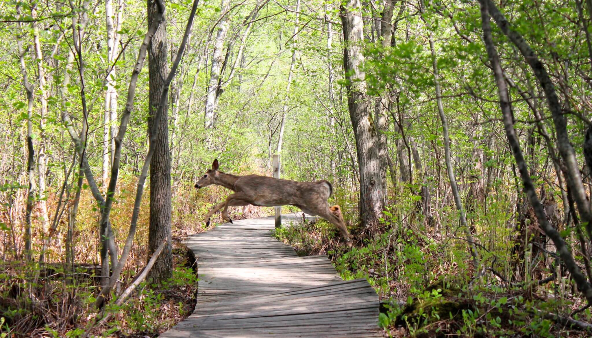 Beaver Lake Nature Center Hours Beaver Lake Nature Center Hours